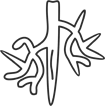 Vascular Access